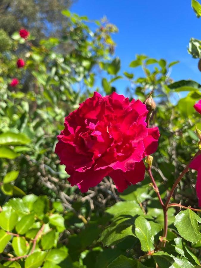 Quinta Do Eco Séjour chez l'habitant *